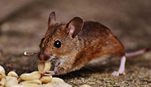 24 Hour & Emergency Exterminators in Mount Hope, WV